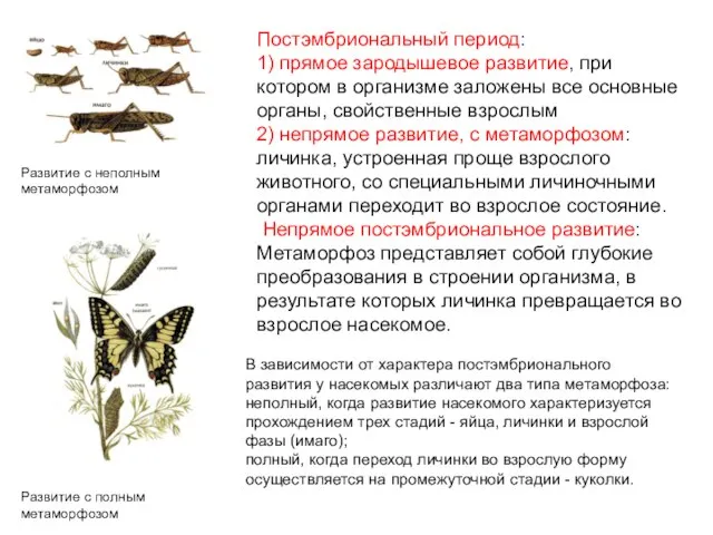 Постэмбриональный период: 1) прямое зародышевое развитие, при котором в организме заложены все