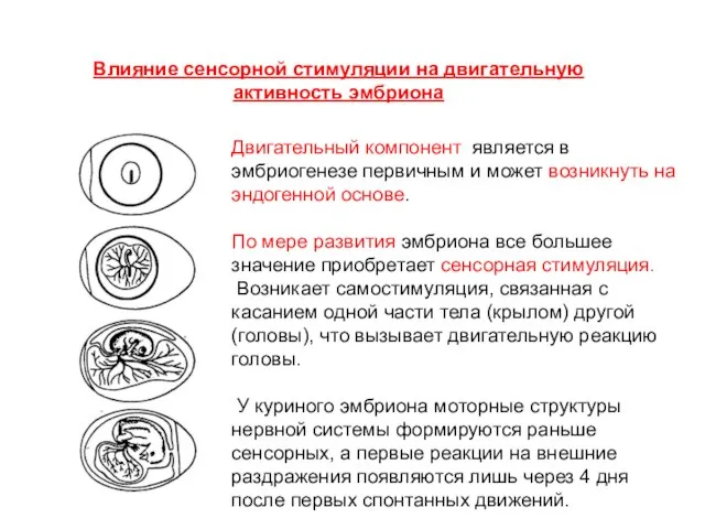 Двигательный компонент является в эмбриогенезе первичным и может возникнуть на эндогенной основе.