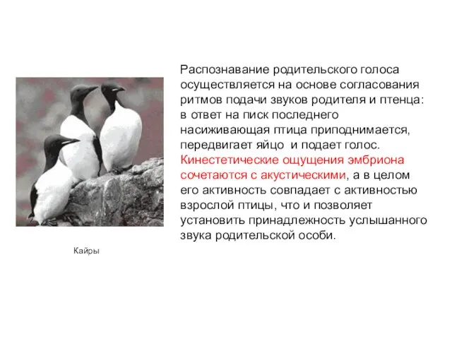 Распознавание родительского голоса осуществляется на основе согласования ритмов подачи звуков родителя и