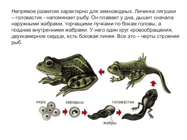 Непрямое развитие характерно для земноводных. Личинка лягушки – головастик - напоминает рыбу.