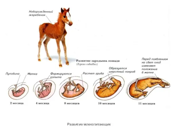 Развитие млекопитающих