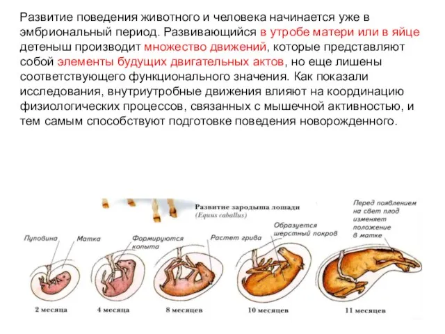 Развитие поведения животного и человека начинается уже в эмбриональный период. Развивающийся в