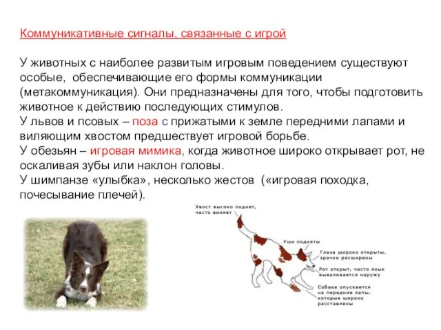 Коммуникативные сигналы, связанные с игрой У животных с наиболее развитым игровым поведением