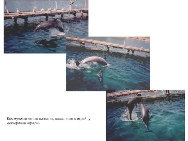 Коммуникативные сигналы, связанные с игрой, у дельфинов афалин