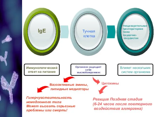 пищеварительная респираторная кожа сердечно- сосудистая Гиперчувствительность немедленного типа Может вызвать серьезные проблемы