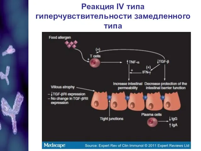 Реакция IV типа гиперчувствительности замедленного типа