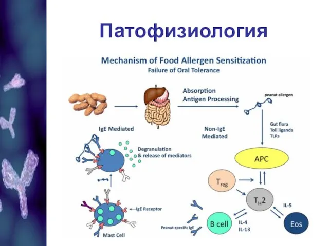 Патофизиология