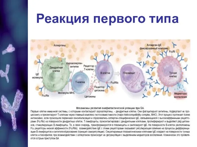 Реакция первого типа Реакция первого типа