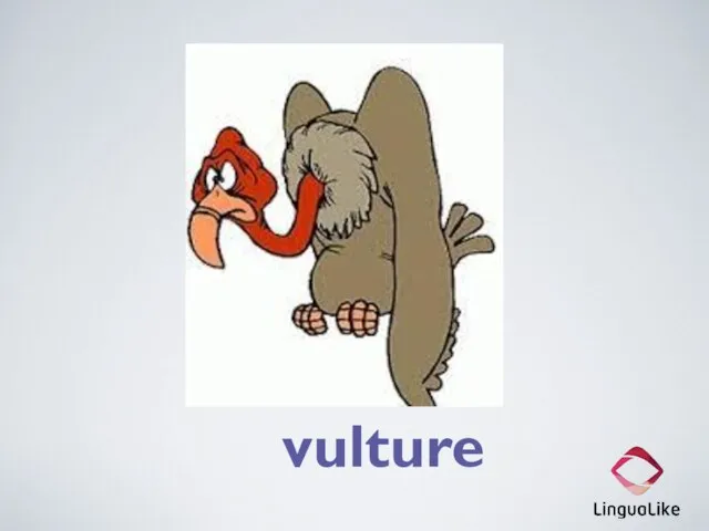 vulture