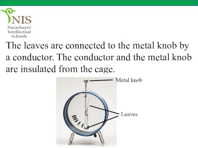 The leaves are connected to the metal knob by a conductor. The