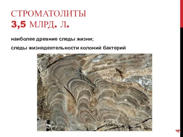 СТРОМАТОЛИТЫ 3,5 МЛРД. Л. наиболее древние следы жизни; следы жизнедеятельности колоний бактерий