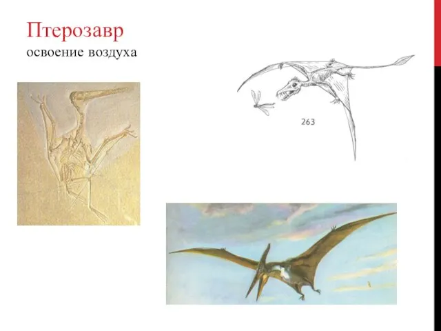 Птерозавр освоение воздуха