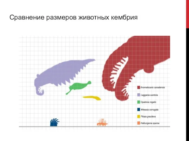 Сравнение размеров животных кембрия