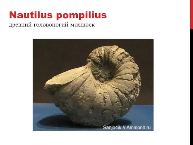 Nautilus pompilius древний головоногий моллюск