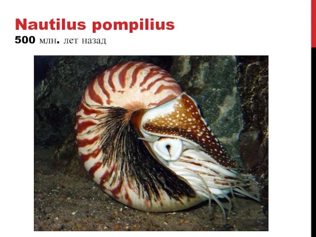 Nautilus pompilius 500 млн. лет назад