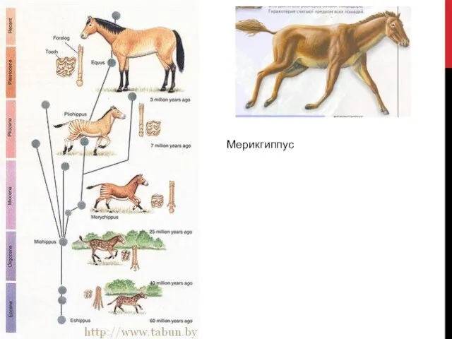 Мерикгиппус