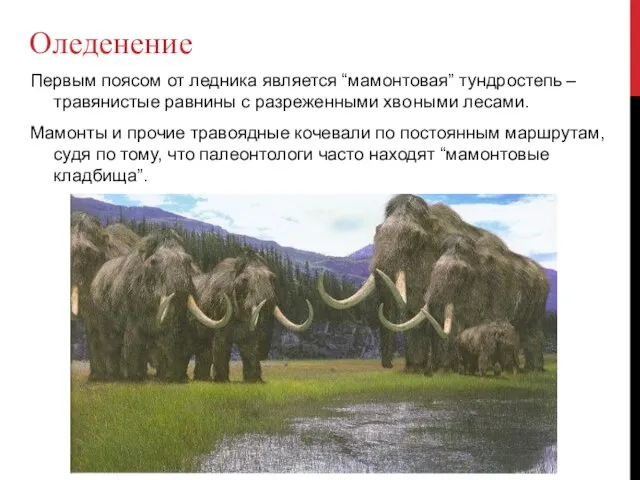 Оледенение Первым поясом от ледника является “мамонтовая” тундростепь – травянистые равнины с