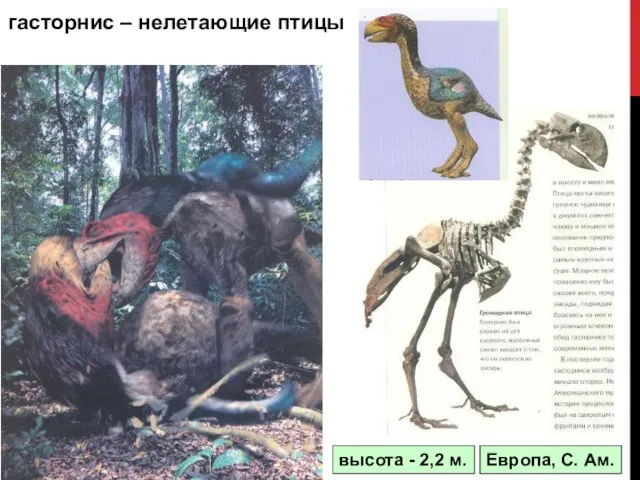 высота - 2,2 м. Европа, С. Ам. гасторнис – нелетающие птицы