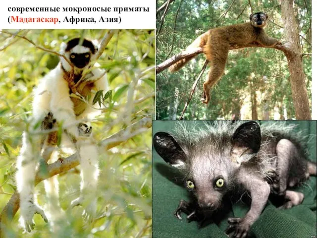 современные мокроносые приматы (Мадагаскар, Африка, Азия)