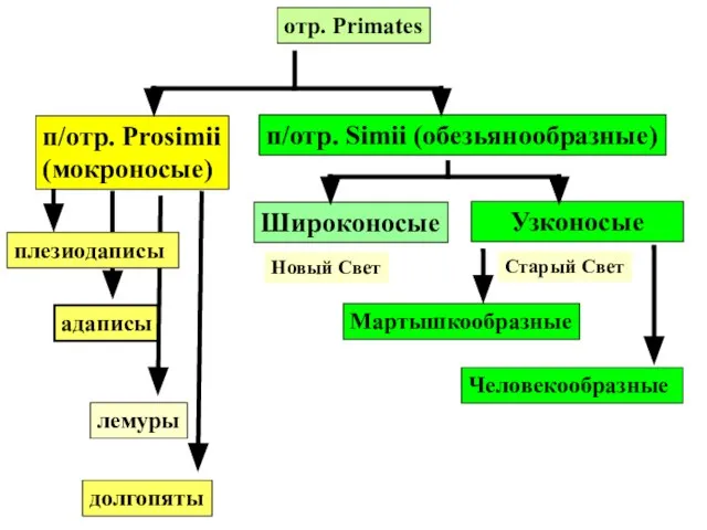 отр. Primates п/отр. Prosimii (мокроносые) п/отр. Simii (обезьянообразные) адаписы долгопяты Широконосые Новый