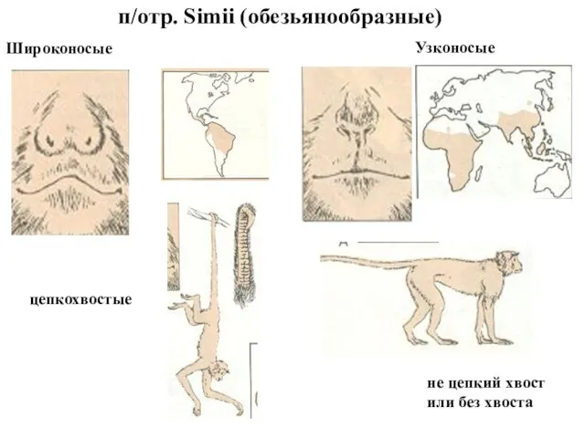 п/отр. Simii (обезьянообразные) Широконосые цепкохвостые не цепкий хвост или без хвоста