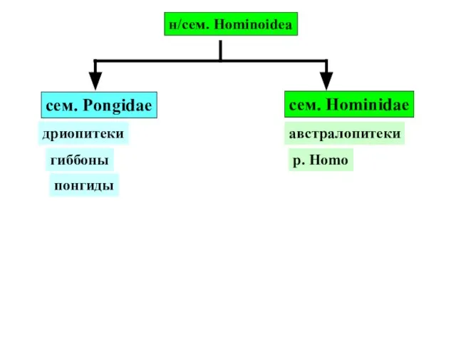 н/сем. Hominoidea cем. Pongidae сем. Hominidae гиббоны дриопитеки понгиды австралопитеки р. Homo