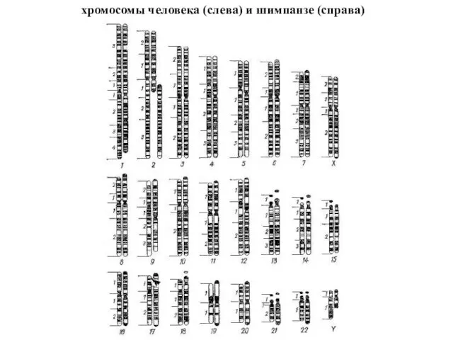 хромосомы человека (слева) и шимпанзе (справа)