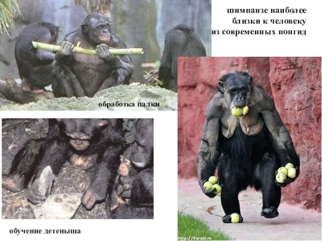 шимпанзе наиболее близки к человеку из современных понгид обучение детеныша