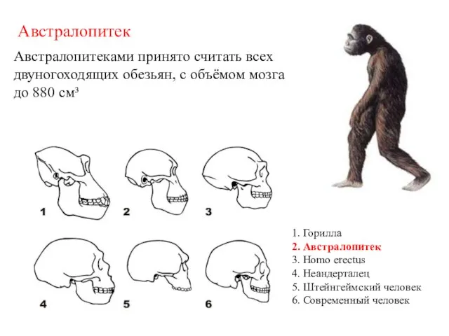 Австралопитеками принято считать всех двуногоходящих обезьян, с объёмом мозга до 880 см³