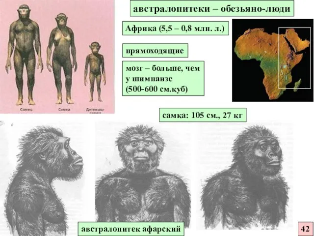 австралопитек афарский 42 австралопитеки – обезьяно-люди Африка (5,5 – 0,8 млн. л.)