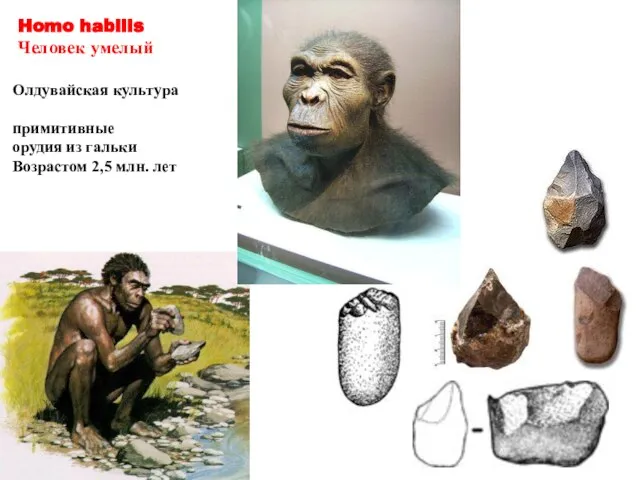 Олдувайская культура примитивные орудия из гальки Возрастом 2,5 млн. лет Homo habilis Человек умелый