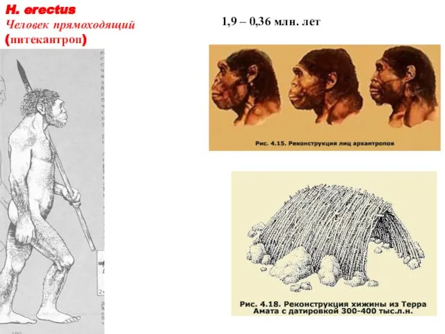 1,9 – 0,36 млн. лет H. erectus Человек прямоходящий (питекантроп)