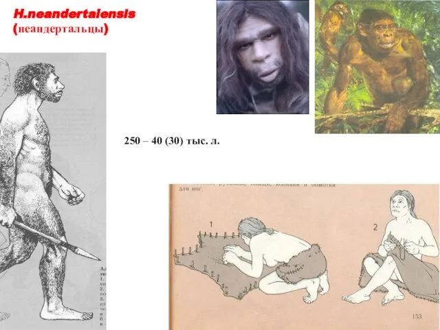 H.neandertalensis (неандертальцы) 250 – 40 (30) тыс. л.