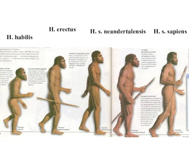 H. habilis H. erectus H. s. neandertalensis H. s. sapiens