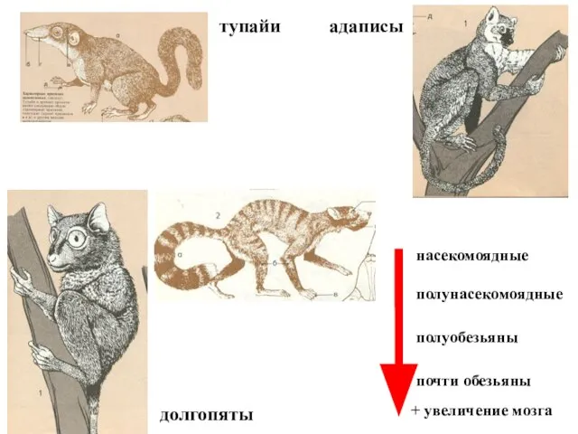 тупайи адаписы + увеличение мозга долгопяты