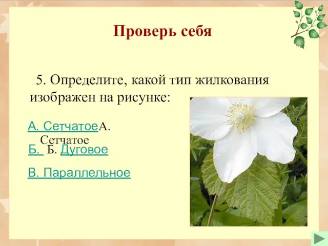 Проверь себя 5. Определите, какой тип жилкования изображен на рисунке: Б. Б.