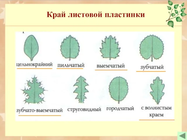 Край листовой пластинки