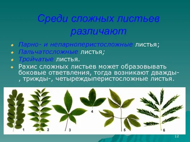 Среди сложных листьев различают Парно- и непарноперистосложные листья; Пальчатосложные листья; Тройчатые листья.