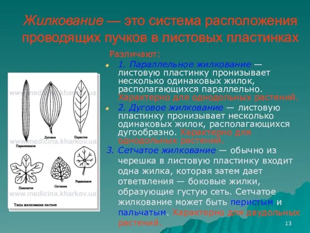 Жилкование — это система расположения проводящих пучков в листовых пластинках Различают: 1.