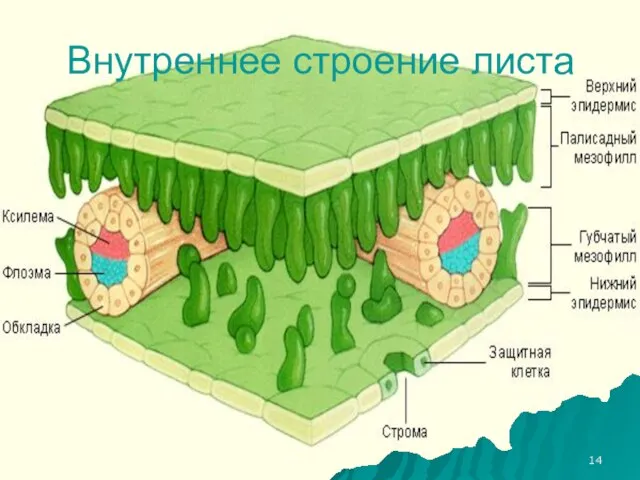 Внутреннее строение листа.