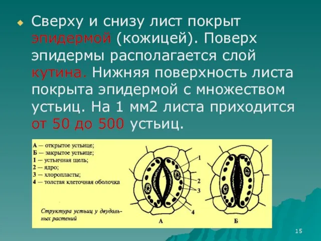 Сверху и снизу лист покрыт эпидермой (кожицей). Поверх эпидермы располагается слой кутина.