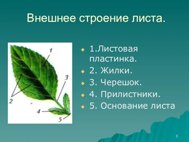 Внешнее строение листа. 1.Листовая пластинка. 2. Жилки. 3. Черешок. 4. Прилистники. 5. Основание листа