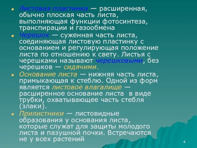 Листовая пластинка — расширенная, обычно плоская часть листа, выполняющая функции фотосинтеза, транспирации