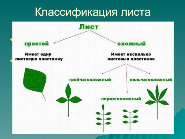 Классификация листа Перечислите все действия, которые должны совершить слушатели Перечислите свои последующие действия