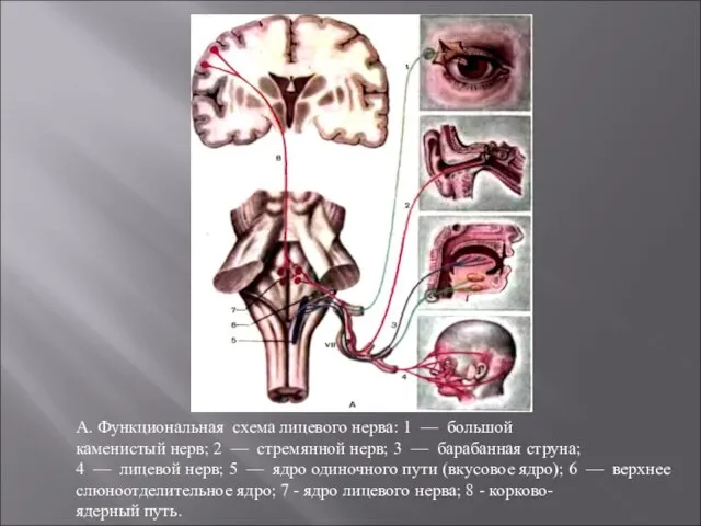 А. Функциональная схема лицевого нерва: 1 — большой каменистый нерв; 2 —