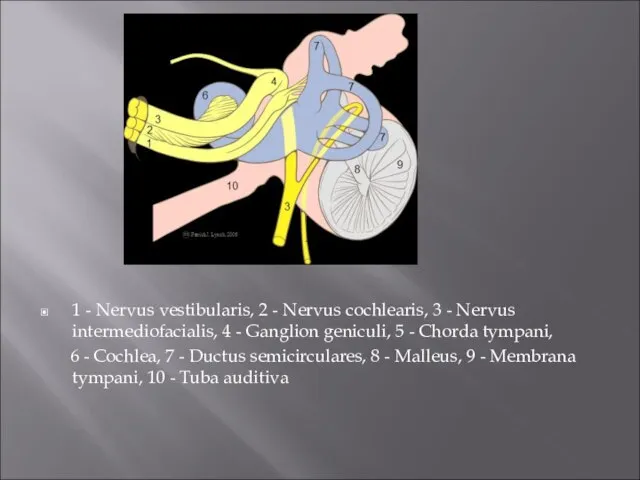 1 - Nervus vestibularis, 2 - Nervus cochlearis, 3 - Nervus intermediofacialis,