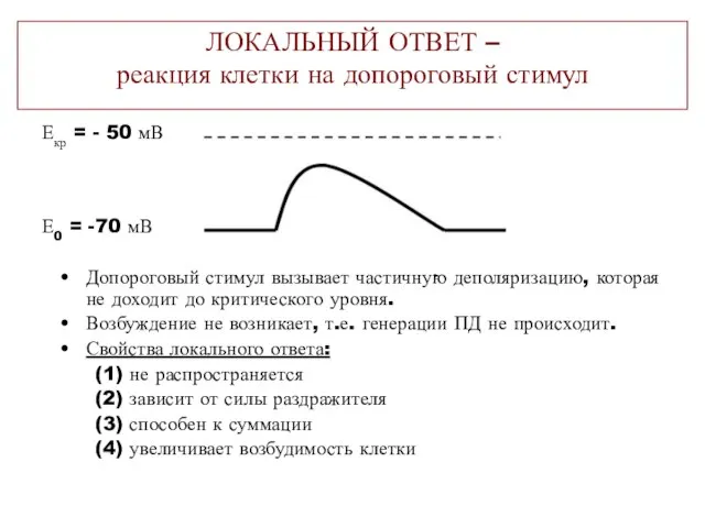 ЛОКАЛЬНЫЙ ОТВЕТ – реакция клетки на допороговый стимул Допороговый стимул вызывает частичную