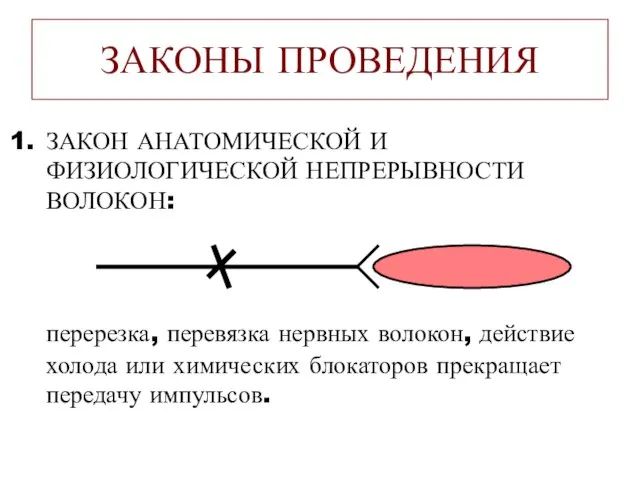 ЗАКОНЫ ПРОВЕДЕНИЯ ЗАКОН АНАТОМИЧЕСКОЙ И ФИЗИОЛОГИЧЕСКОЙ НЕПРЕРЫВНОСТИ ВОЛОКОН: перерезка, перевязка нервных волокон,