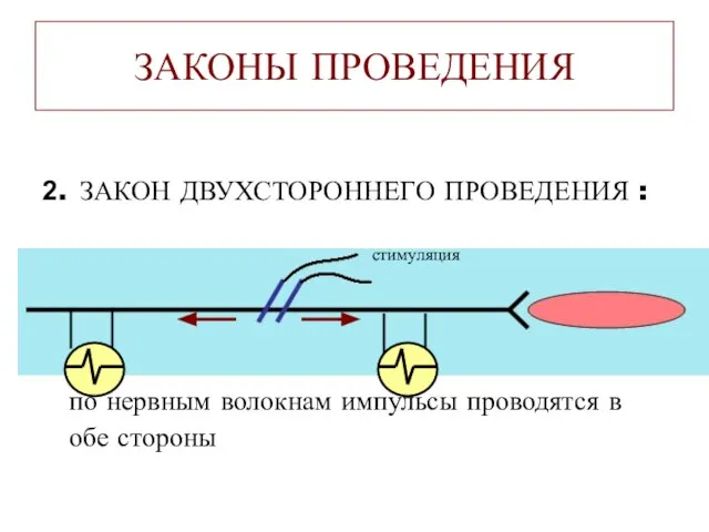 ЗАКОНЫ ПРОВЕДЕНИЯ 2. ЗАКОН ДВУХСТОРОННЕГО ПРОВЕДЕНИЯ : по нервным волокнам импульсы проводятся в обе стороны стимуляция