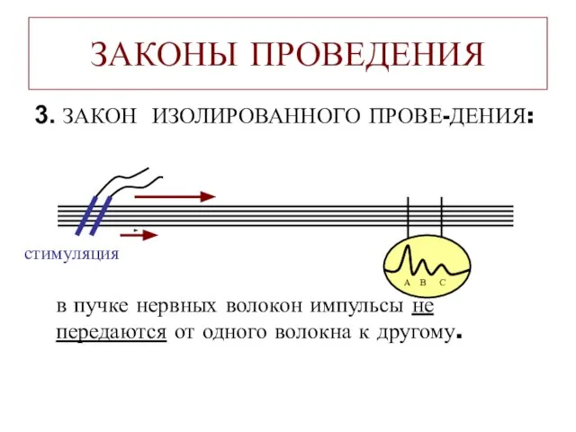 ЗАКОНЫ ПРОВЕДЕНИЯ 3. ЗАКОН ИЗОЛИРОВАННОГО ПРОВЕ-ДЕНИЯ: в пучке нервных волокон импульсы не